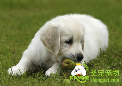 狗狗可以吃水果吗