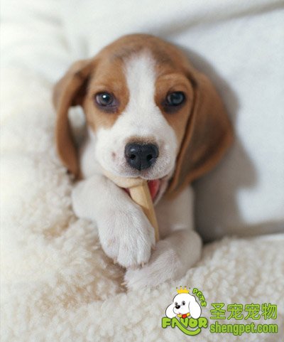 狗狗食欲时好时坏怎么办