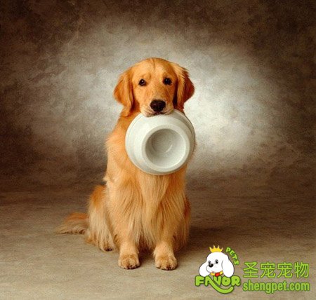 狗狗一天吃多少狗粮