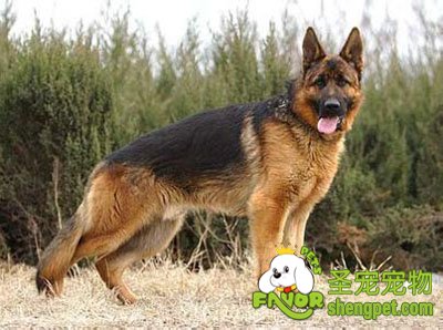 德国牧羊犬
