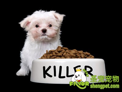 狗狗吃狗粮的营养搭配