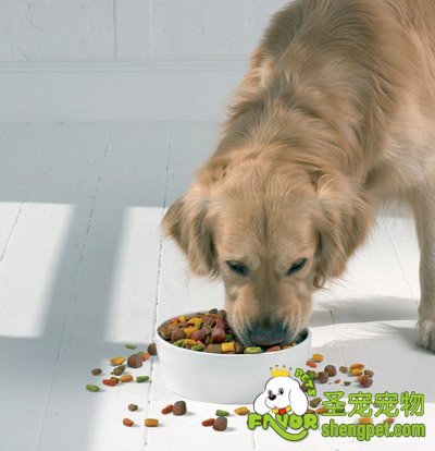 狗狗喂食的十二项规则