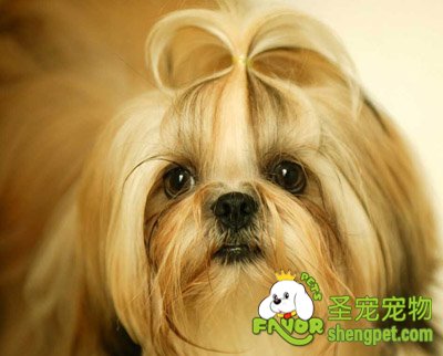 观赏犬该如何饲养