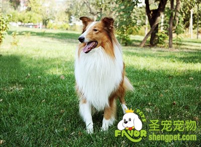 边境牧羊犬