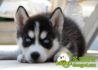 哈士奇幼犬的饮食管理