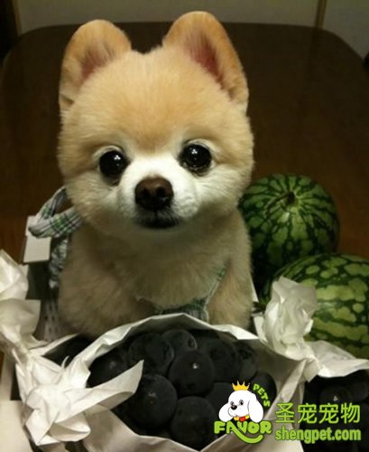 狗狗食用鸡肝切勿过量