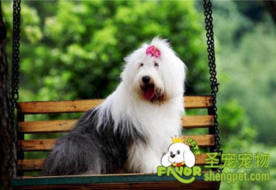 英国古代牧羊犬的营养需求