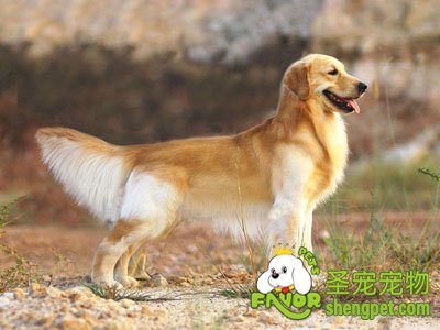 金毛犬的喂养注意事项