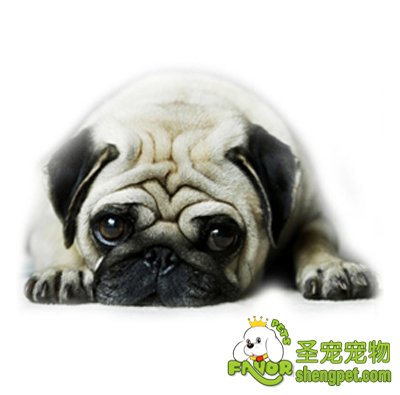 巴哥犬的运动注意事项