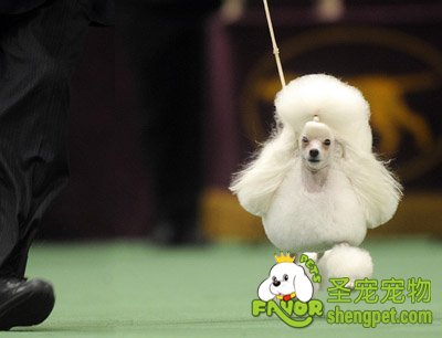 参赛犬的饲养管理方法