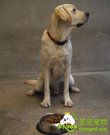 狗狗偏食会造成哪些危害