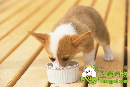 狗狗饮食的基础知识
