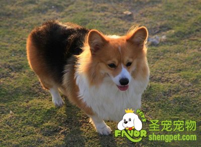 柯基犬