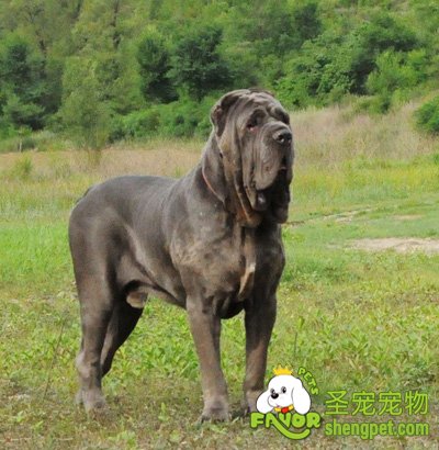 狗狗饲料需要添加食盐吗