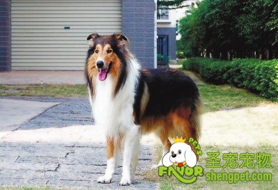 哪些食物狗狗可以吃