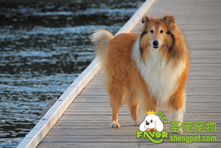 柯利牧羊犬训养的注意事项
