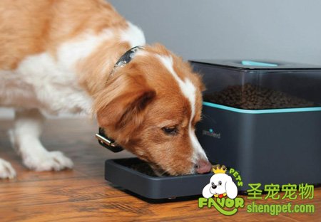 喂宠物零食需要注意的事项