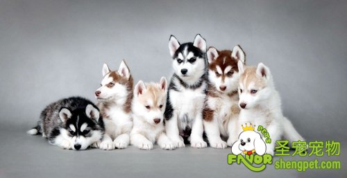 小型犬的喂养大全