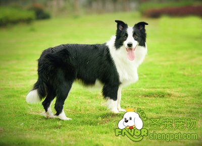 边境牧羊犬