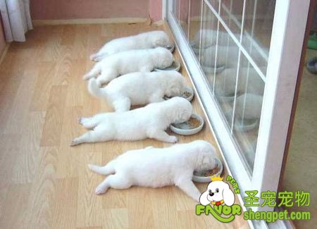 幼犬的饮食要点