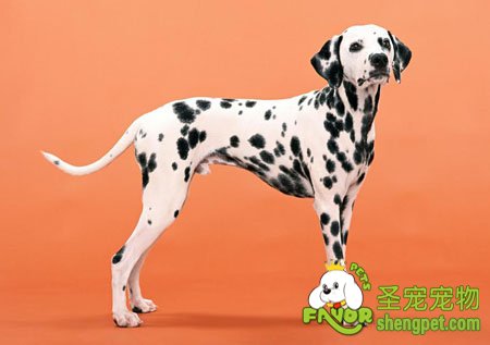 斑点犬吃糖果是否会降低食欲