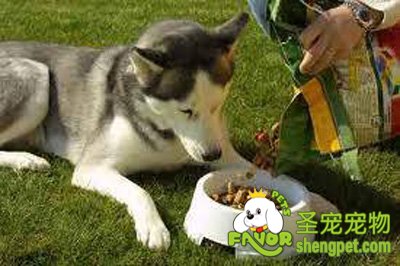 狗狗在幼犬时的训练最佳时机