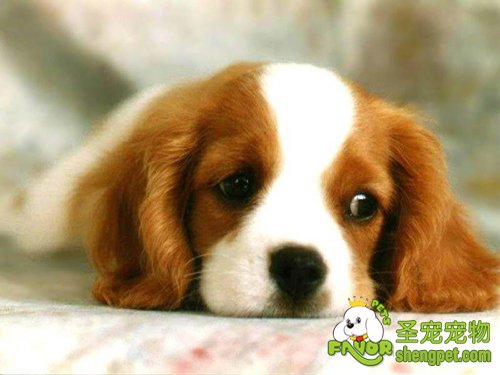 根据犬的症状表现判断狗狗的病情