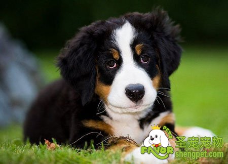 伯恩山犬的历史起源