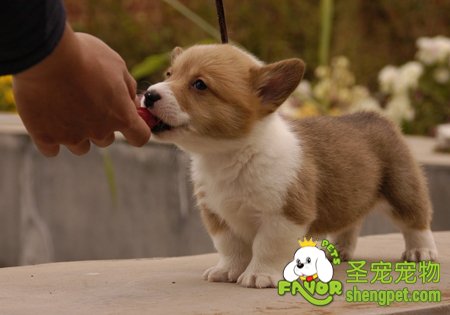 狗狗只吃肉对狗狗健康不好