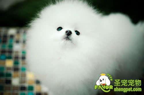 不同类型的狗狗该如何饲养和管理