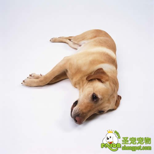 狗狗感冒和传染病该如何区分