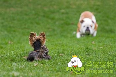 购买狗狗帮你养好的十条经验