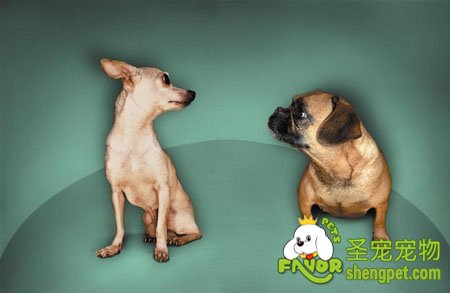 当两只狗相遇的时候该如何处理