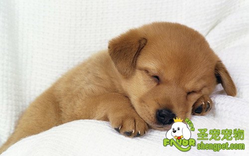 对第一次养犬人的几点建议