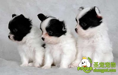 初次养狗狗需要注意的事项