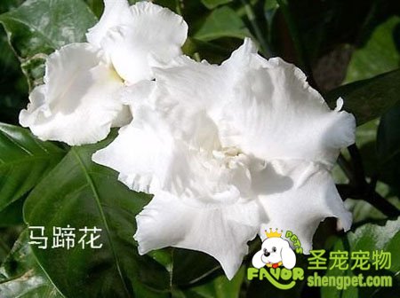 对狗狗有毒的植物有哪些