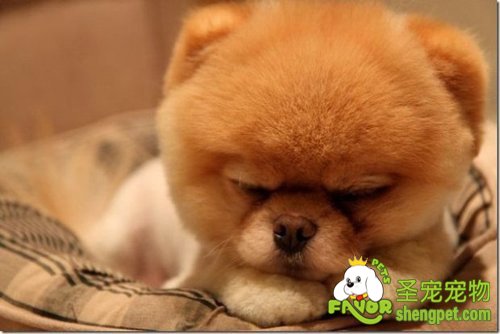 狗狗的疾病发生于特点