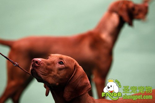 狗狗交配繁殖的遗传比例