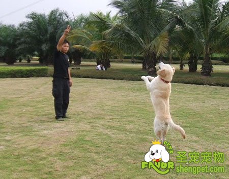 教你如何训练狗狗走路