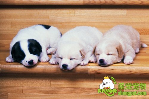 狗狗的成长过程和狗狗与人的年龄换算