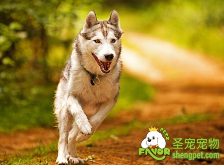 狗狗的肢体动作语言