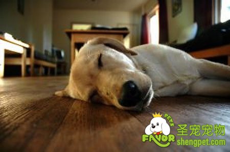 狗狗睡觉时刻保持着警惕