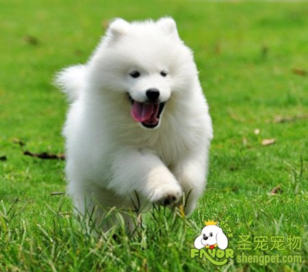 狗狗的特性介绍