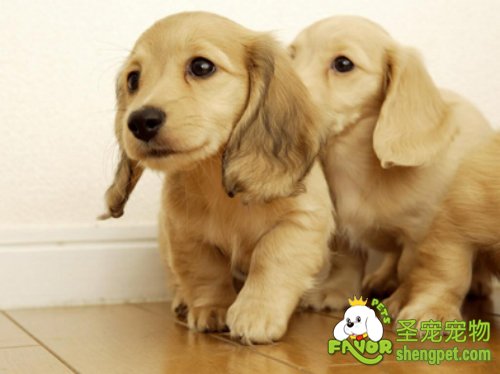 狗狗对什么会产生恐惧感