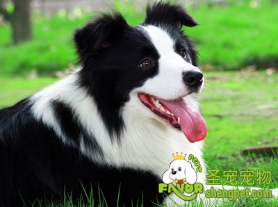 边境牧羊犬