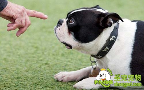 狗狗的条件反射性训练原理
