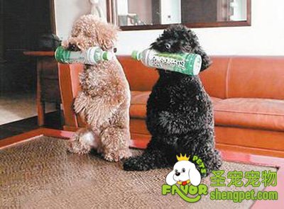 训练狗狗十个不要对狗狗做的事