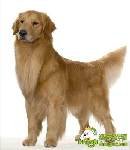 狗狗的体型介绍