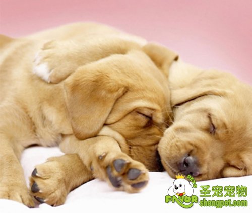 狗狗生病的原因有哪些