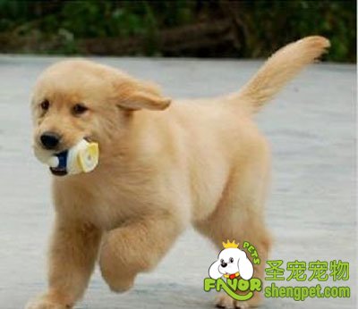 狗狗的智力测试